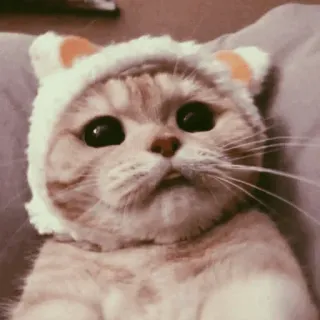🥐 고양이, 새끼 고양이, 동물, 애완 동물, 귀여운, 모자, 귀 telegram sticker