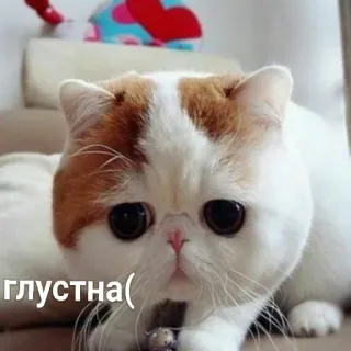😞 грустна( кот, грустный, эмодзи, котенок, питомец, милый telegram sticker