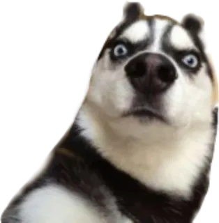😐 狗, 哈士奇, 动物, 宠物, 梗, 搞笑 telegram sticker