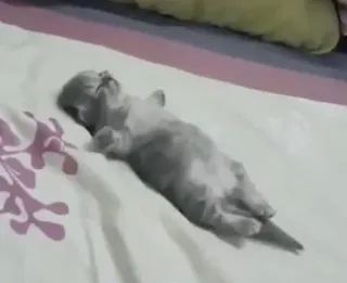 😴 子猫, 猫, 睡眠, 可愛い, 動物, ペット telegram sticker