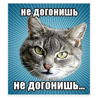 😂 не догонишь
не догонишь... gato, meme, divertido, animal, ruso telegram sticker