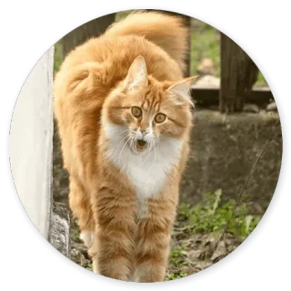 😏 cat, orange, domestic animal, feline whatsapp sticker