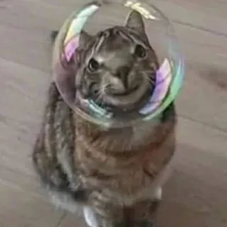 🙂 кот, пузырь, смешной, милый, животное, питомец, домашнее животное telegram sticker