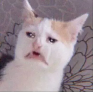 🐈 kucing, menangis, sedih, meme, binatang, hewan peliharaan telegram sticker