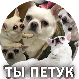 🐓 ТЫ ПЕТУК cane, chihuahua, adesivo, russo, offensivo whatsapp sticker