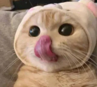 😺 gato, fofo, animal, animal de estimação, língua whatsapp sticker