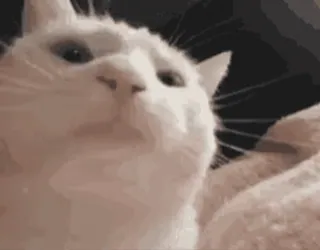 🥳 gatto, animale, animale domestico, gatto bianco telegram sticker