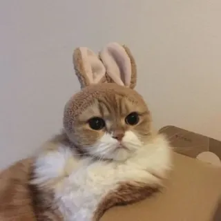 🐱 gato, coelho, orelhas de coelho, animal de estimação, animal, fofo, engraçado telegram sticker