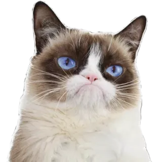 😒 Grumpy Cat gato gruñón, gato, animal, meme, internet, agrio whatsapp sticker