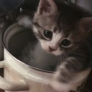 😓 小猫, 猫, 宠物, 动物, 可爱, 家养, 哺乳动物, 猫科 telegram sticker
