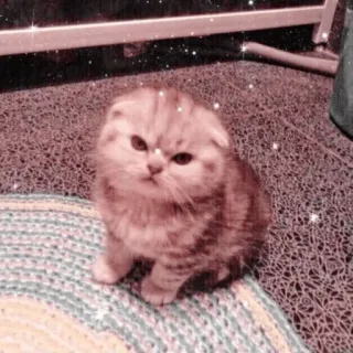 🐱 고양이, 새끼 고양이, 동물, 귀여운, 애완 동물, 반려 동물, 고양이과 telegram sticker