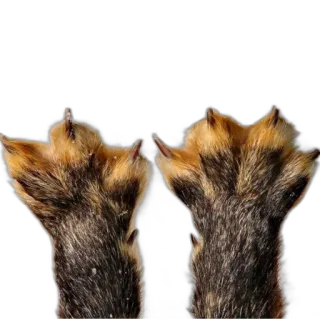 🖐 animal paws, animal feet, mammal, claws, toes telegram sticker