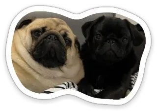 🤨 pugs, dogs, pets, animals, cute telegram sticker
