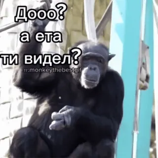 😘 Дооо? а ета ти видел? ลิง, เอป, ชิมแปนซี, ตลก, สัตว์, มีม telegram sticker