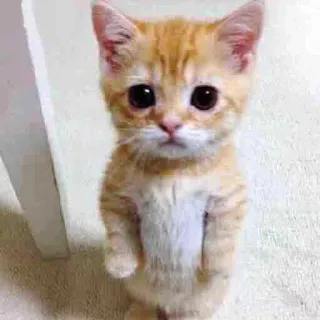 😔 gato, gatinho, fofo, animal, animal de estimação, ruivo whatsapp sticker