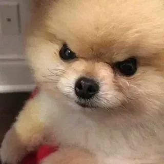➰ perro, pomerania, enfadado, mono, mascota, animal, esponjoso telegram sticker