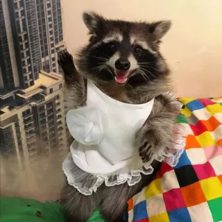 🙋‍♀ енот, фартук, милый, животное, пушистый, кухня, повар telegram sticker