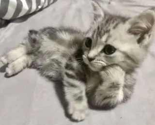 😒 kucing, anak kucing, abu-abu, imut, hewan peliharaan, binatang peliharaan telegram sticker