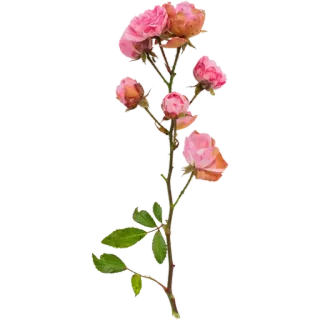 🌾 ดอกไม้, กุหลาบ, สีชมพู, ลายดอก, ธรรมชาติ, พืช, ลำต้น telegram sticker