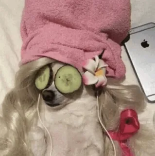 🐩 dog, spa, cucumber, relaxation, beauty, towel, flower telegram sticker