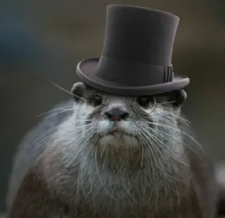 🎩 lontra, monóculo, cartola, animal, fofo telegram sticker