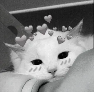 🖇 cat, animal, hearts, pet, cute telegram sticker