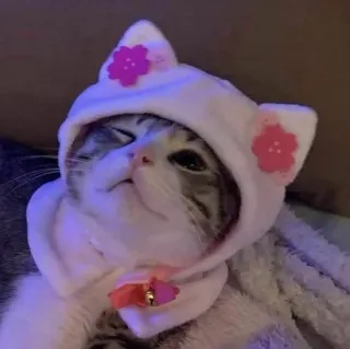 🙄 gato, gatito, animal, mascota, lindo, sudadera con capucha, kawaii, flores whatsapp sticker