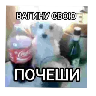 🖼 ВАГИНУ СВОЮ
ПОЧЕШИ chien, texte, offensant, russe, insulte, injure telegram sticker