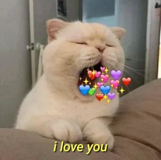 💛 i love you gato, amor, corações, fofo, carinho, animal telegram sticker