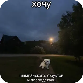 🌟 хочу
шампанского, фруктов
и последствий dog, puppy, champagne, fruits, consequences, night whatsapp sticker