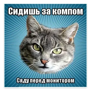 😟 Сидишь за компом сяду перед монитором gato, meme, ruso, ordenador, monitor telegram sticker