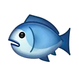 🐟