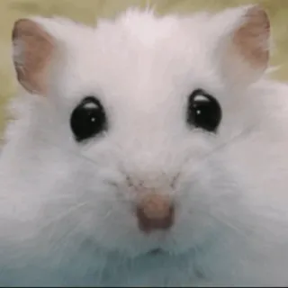 🐭 hámster, animal, roedor, lindo, mascota, blanco whatsapp sticker