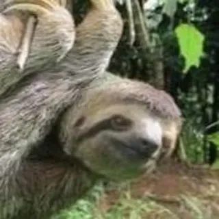 😐 bradipo, animale, carino, mammifero, albero, natura telegram sticker