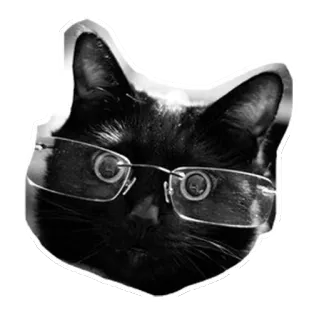 😳 แมว, แว่นตา, แมวดำ, สัตว์, สติกเกอร์, สัตว์เลี้ยง telegram sticker