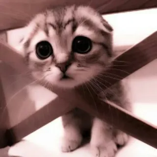🗯 chaton, chat, mignon, triste, animal, animal de compagnie telegram sticker