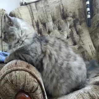 😒 cat, pet, animal, gray, fluffy, chair telegram sticker