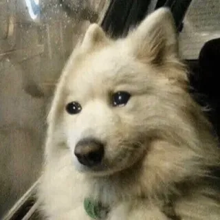 🥺 cane, cucciolo, carino, animale domestico, animale, soffice, samoiedo telegram sticker
