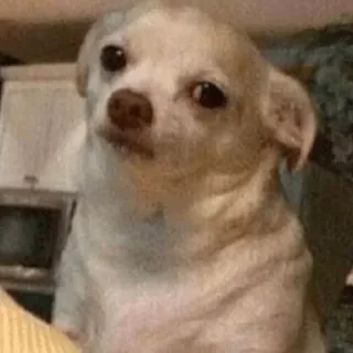 😐 cane, chihuahua, animale domestico, animale, carino, meme telegram sticker