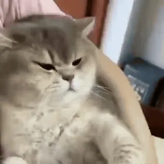 😒 cat, pet, animal, cute, domestic cat telegram sticker