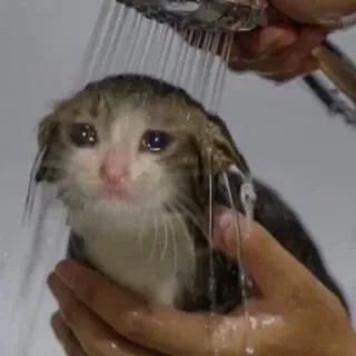 🐈 chat, triste, animal, douche, mouillé, mème, mignon whatsapp sticker