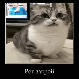 🐱 Рот закрой gatto, divertente, meme, animale, animale domestico telegram sticker
