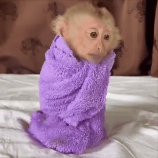 😃 macaco, toalha, fofo, animal, bebê, mamífero whatsapp sticker