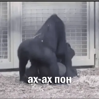 🔞 ах-ах пон Gorila, Animal, Zoológico, Vida Selvagem, Macaco whatsapp sticker