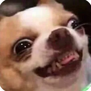 😈 dog, meme, funny, chihuahua, animal telegram sticker