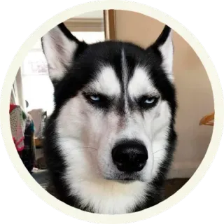 😡 hond, husky, dier, huisdier, meme, grappig, sarcastisch, knorrig telegram sticker