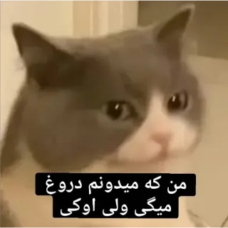 😐 من که میدونم دروغ میگی ولی اوکی kot, perski, zwierzę, mem telegram sticker