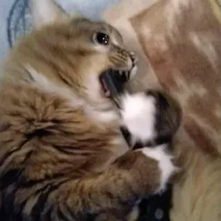 😨 Katze, Tier, Hauskatze, Haustier, Aggression, spielerisch telegram sticker
