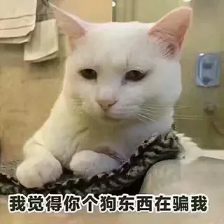 😒 我觉得你个狗东西在骗我 gato, meme, engraçado, animal whatsapp sticker
