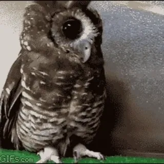 🦉 cú mèo, chim, động vật hoang dã, động vật, dễ thương telegram sticker